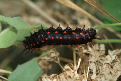 Pipevine Swallowtail caterpillar