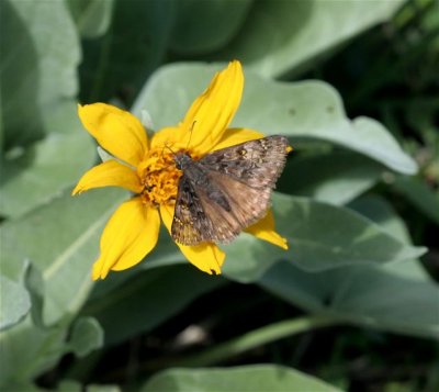 Propertius Duskywing