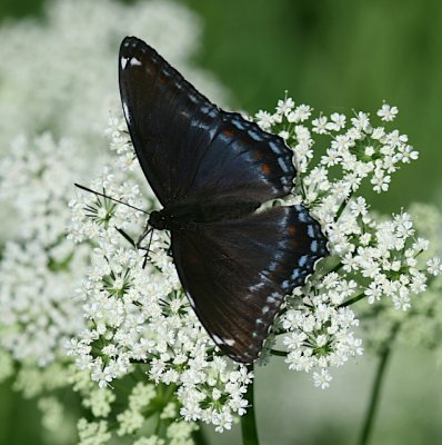 Red-spotted Purple