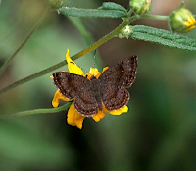 Rounded Metalmark