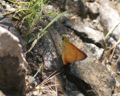 Rural Skipper