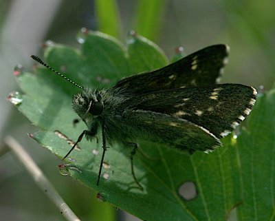 Pepper-and-Salt Skipper