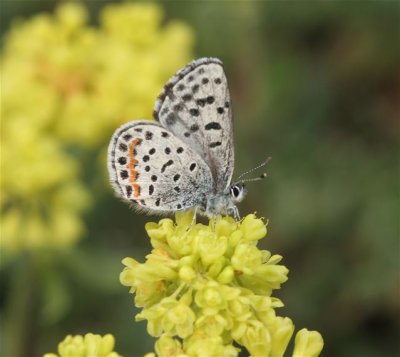 Square-dotted Blue