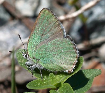 Sheridans Hairstreak