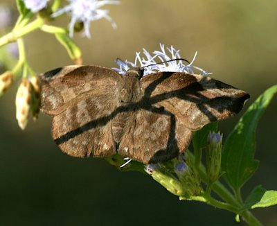 Sickle-winged Skipper