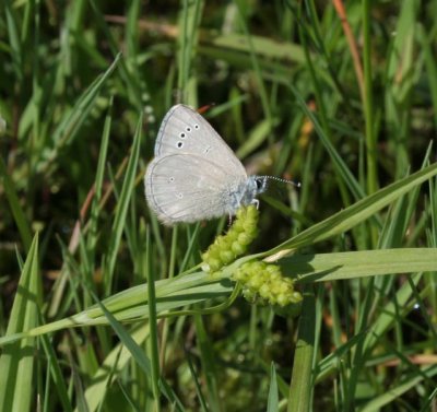 Silvery Blue