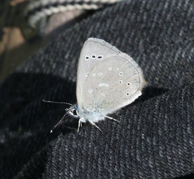 Silvery Blue
