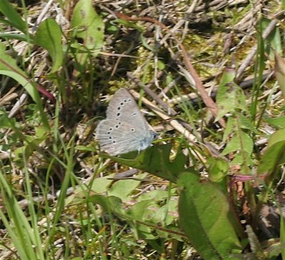 Silvery Blue