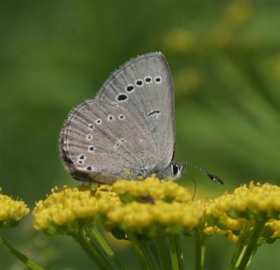 Silvery Blue