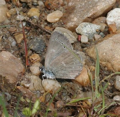 Silvery Blue