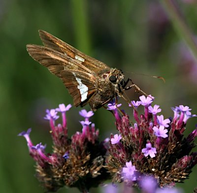Silver-spotted Skipper