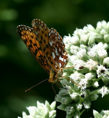 Silver-bordered Fritillary