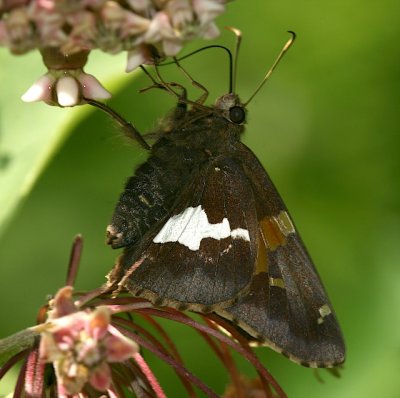 Silver-spotted Skipper