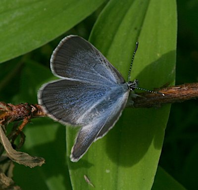 Silvery Blue