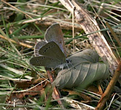 Silvery Blue
