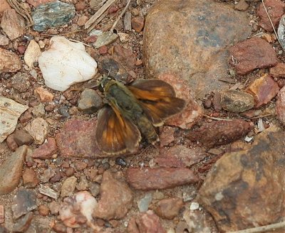 Sonoran Skipper