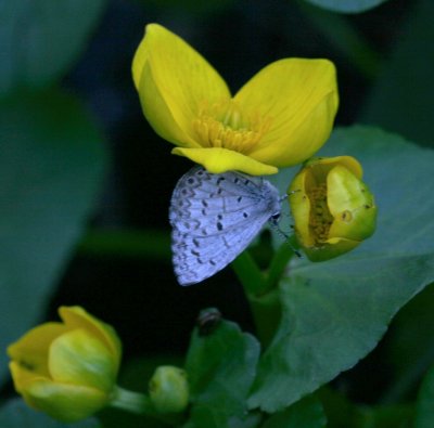 Spring Azure