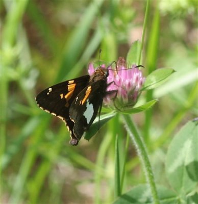Silver-spotted Skipper