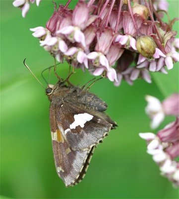 Silver-spotted Skipper
