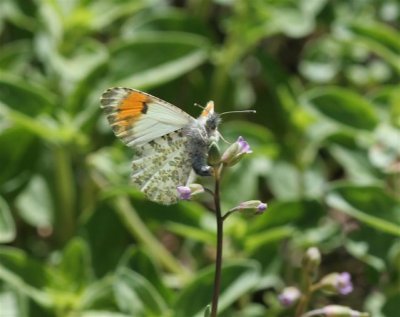 Stella Orangetip