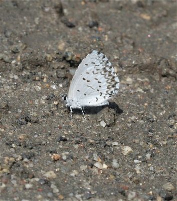 Summer Azure
