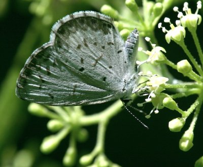 Summer Azure