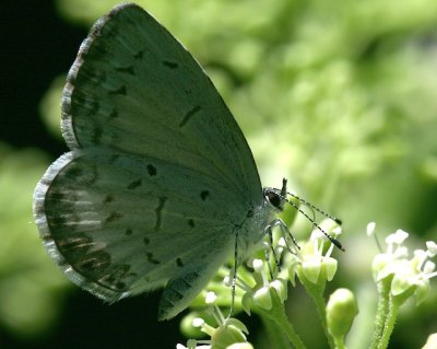 Summer Azure