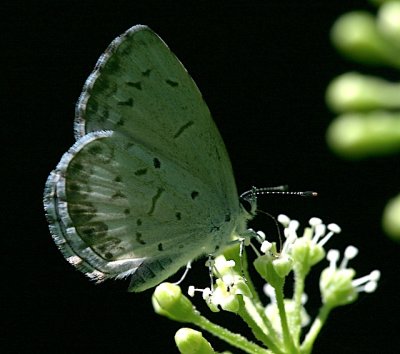 Summer Azure