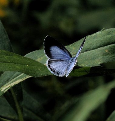 Summer Azure
