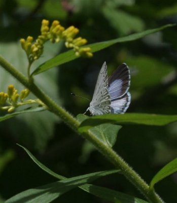 Summer Azure