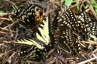 Palamedes, Eastern Tiger Swallowtails