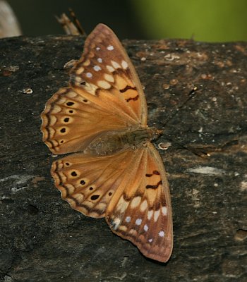 Tawny Emperor