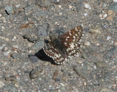 Two-banded Checkerd-Skipper
