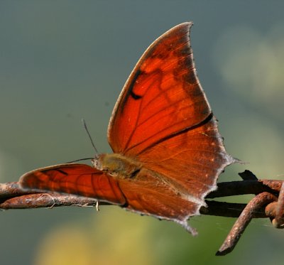 Tropical Leafwing