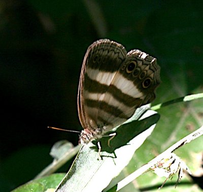 Two-banded Satyr