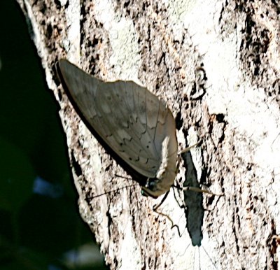 Two-spotted Prepona