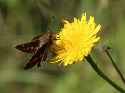 Umber Skipper