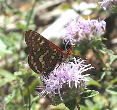 Variable Checkerspot