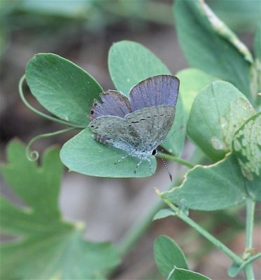 Western Tailed-Blue