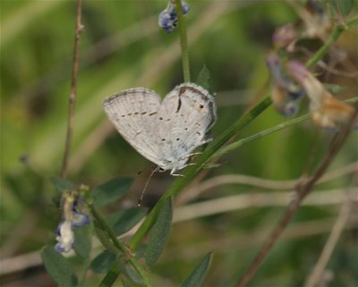 Western Tailed-Blue