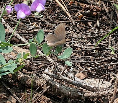 Western Tailed-Blue