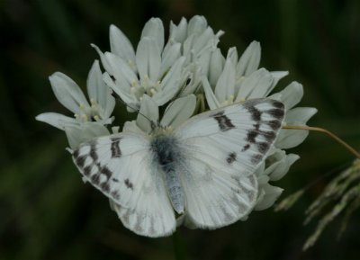 Western White