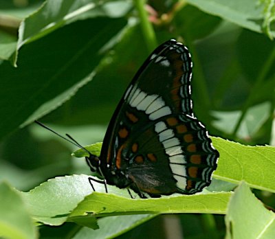 White Admiral