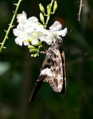 White-crescent Longtail
