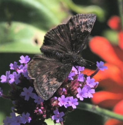 Wild Indigo Duskywing