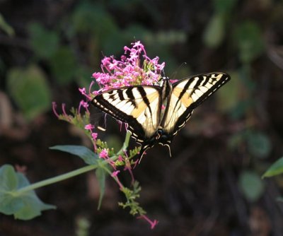 Western Tiger-Swallowtail