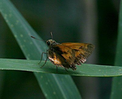 Yehl Skipper
