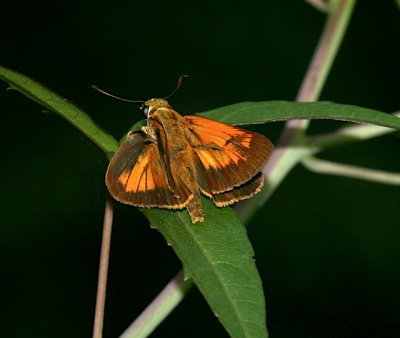 Yehl Skipper