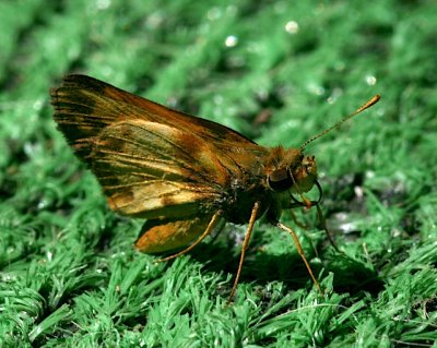 Zabulon Skipper