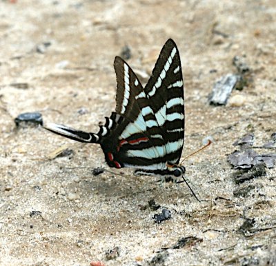 Zebra Swallowtail